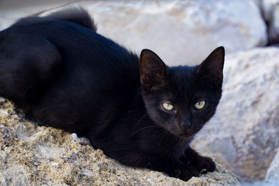 Portrait of black cat