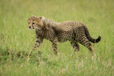Cheetah cub walks across grass heading left