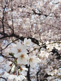 Close-up of cherry blossoms in spring