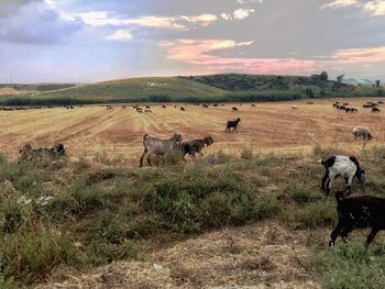 View of sheep on field