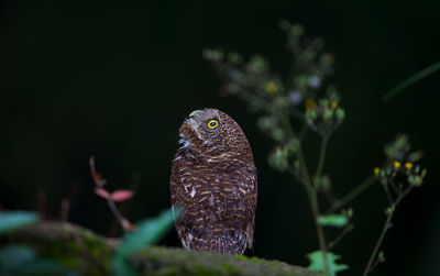 Close-up of owl perching on leaf