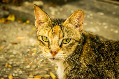 Close-up portrait of a cat