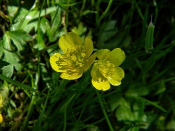 Close-up of yellow flowering plant on field