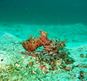 Dead fish swimming in sea