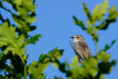 Low angle view of spotted flycatcher perching on tree