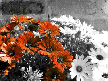 Close-up of flowers blooming outdoors