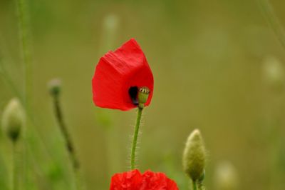 Close-up of red poppy flower