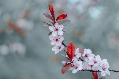 Close-up of white flowering plant