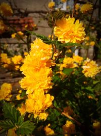 Close-up of yellow marigold blooming outdoors