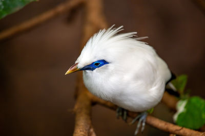 Close-up of bird