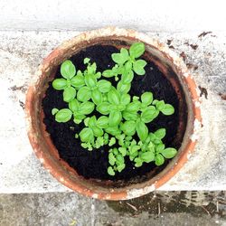 High angle view of potted plant growing outdoors