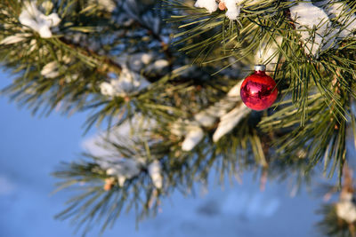 Close-up of christmas tree in winter