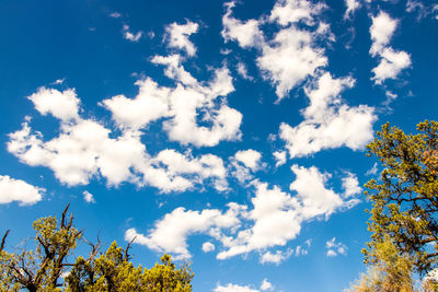 Low angle view of trees against blue sky