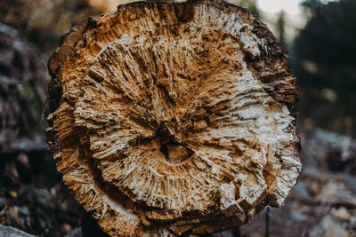 Close-up of tree stump