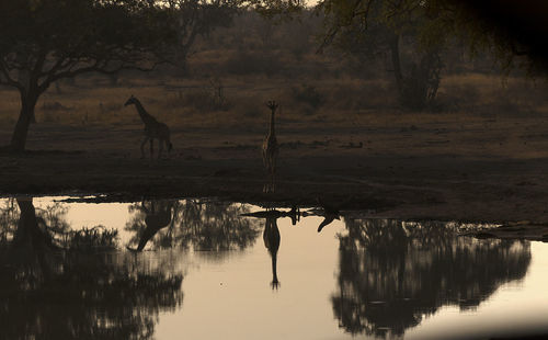 Reflection of giraffe in pond at forest 