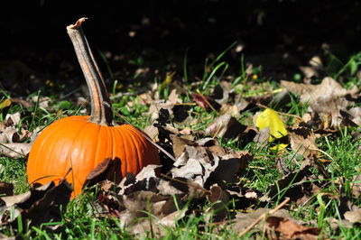 Close-up of pumpkin on field