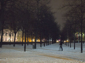 Bare trees on snow covered road at night