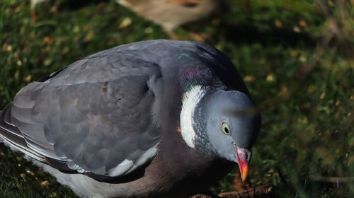 Close-up of bird