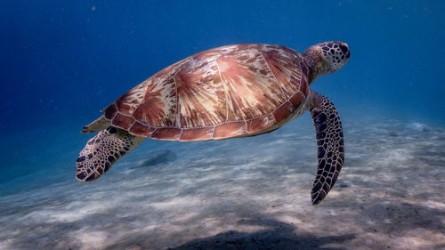 Swimming green sea turtle at pagkilatan