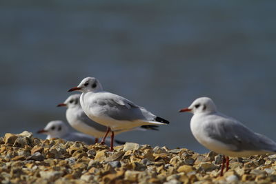 Seagulls perching on a beach