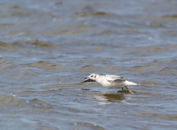 Seagulls in sea