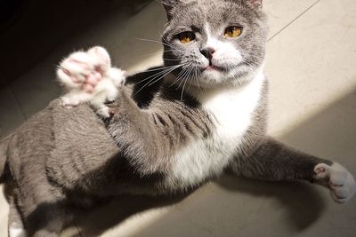 High angle view of cat lying on floor