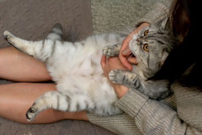 High angle portrait of cat relaxing on bed