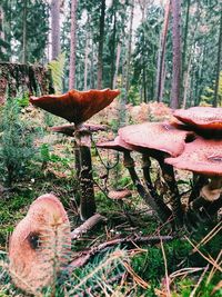 Close-up of mushroom growing on field