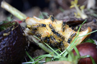 Close-up of insect on land