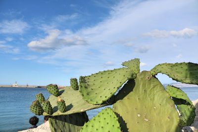 Close-up of prickly pear cactus against sky