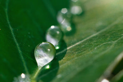 Close-up of water drops on plant leaves