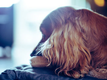 Close-up of a dog sleeping