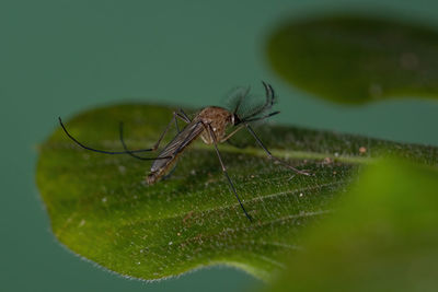 Close-up of insect on leaf