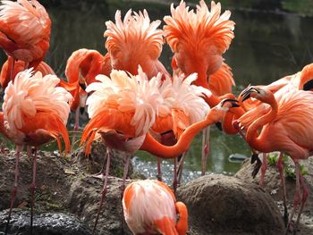View of orange flamingos