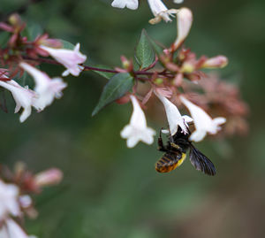 Close-up of insect on flower