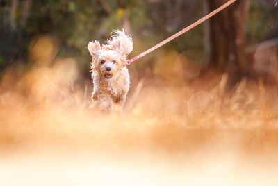 Portrait of dog running on field