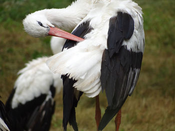 Close-up of a bird