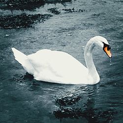 Swan in water