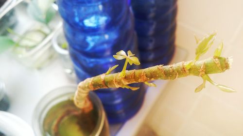 Close-up of grasshopper on flower