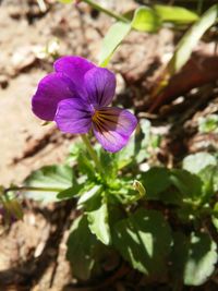 Close-up of purple flowers blooming