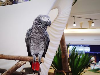 Low angle view of eagle perching on wood