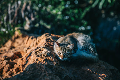 Cat relaxing on a land