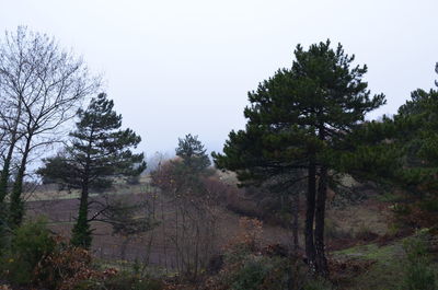 Trees on field against sky