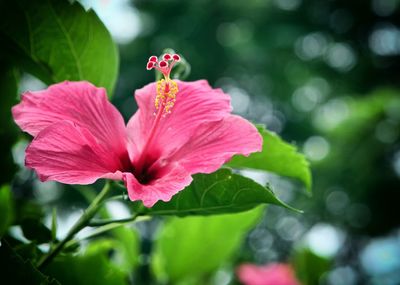 Close-up of pink flowers
