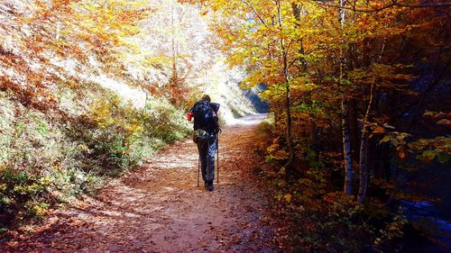 Rear view of young woman walking in forest during autumn