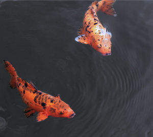 High angle view of koi carps swimming in lake