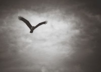 Low angle view of seagulls flying