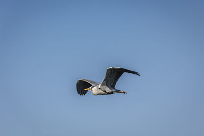 Low angle view of a bird flying