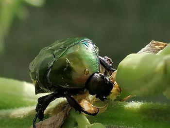 Close-up of insect on leaf