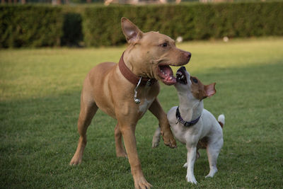 Full length of a dog on field